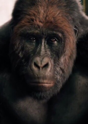Chee-Chee the Gorilla