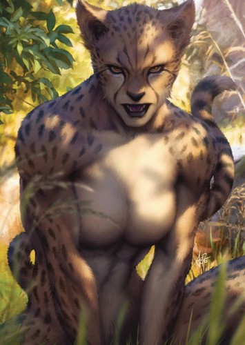 Cheetah