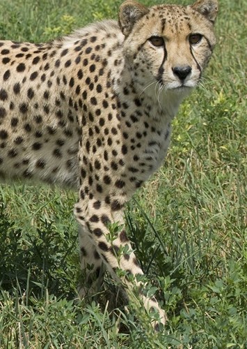 Cheetah