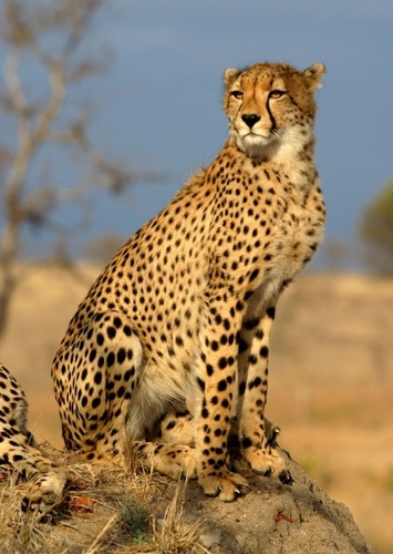 Cheetah family