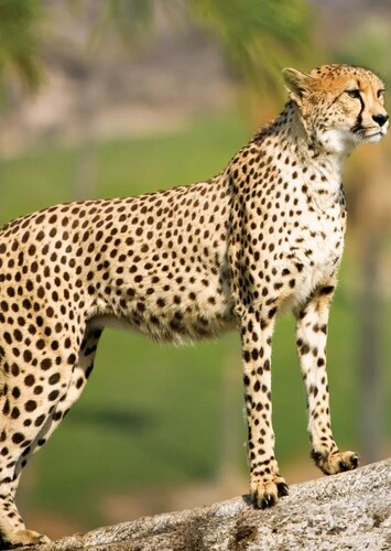 Cheetah
