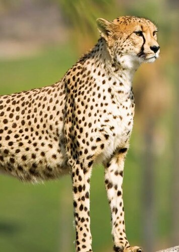 Cheetah