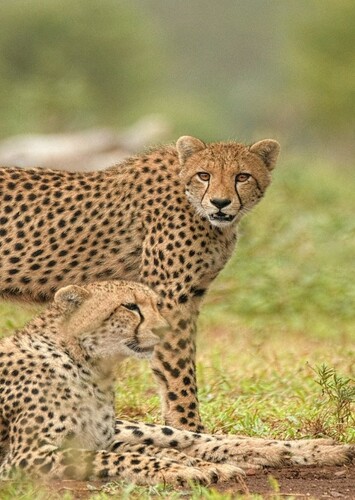 Cheetah