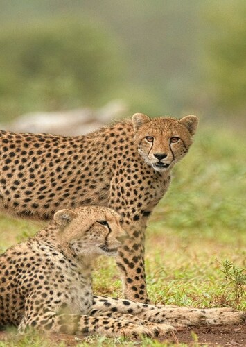 Cheetah