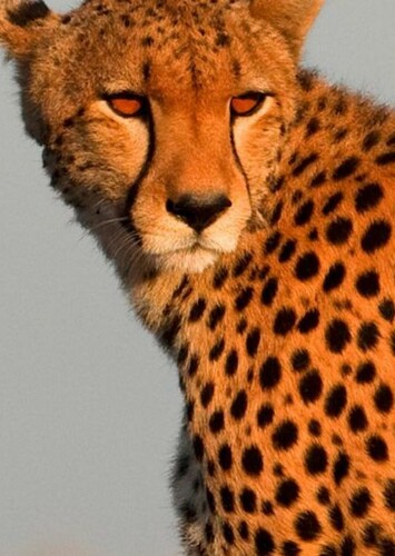Cheetah