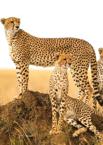 Cheetah