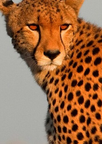 Cheetah