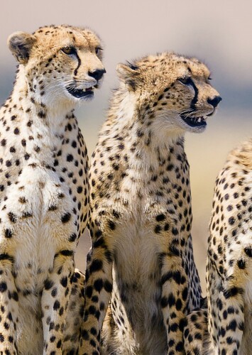 Cheetah