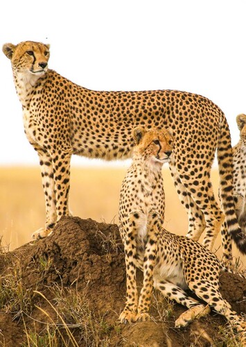 Cheetah
