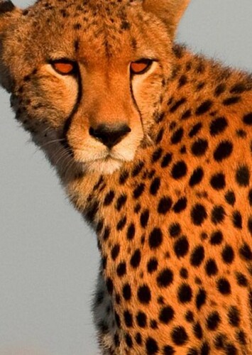 Cheetah