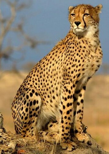 Cheetah