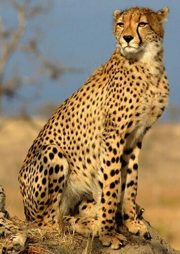 Cheetah
