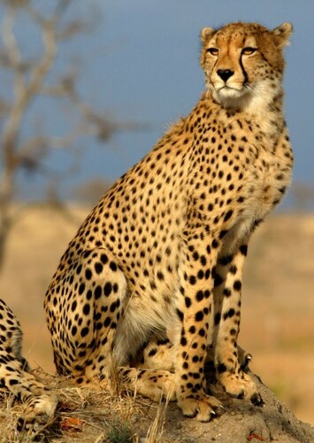 Cheetah