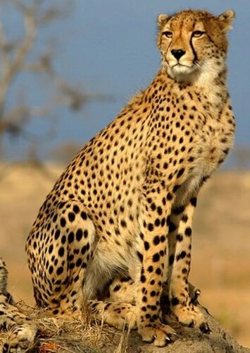 Cheetah