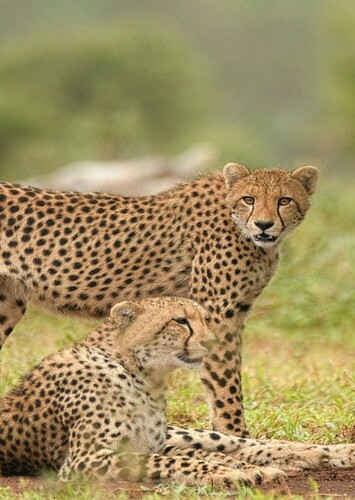 Cheetah