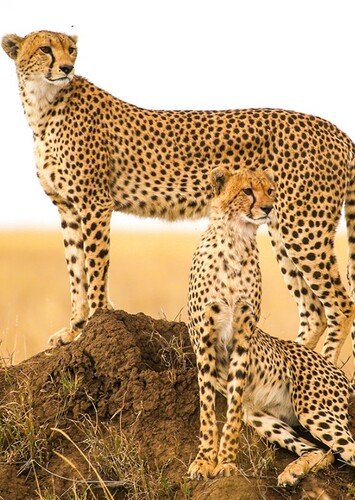 Cheetah