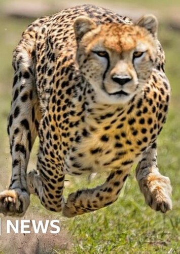 Cheetah