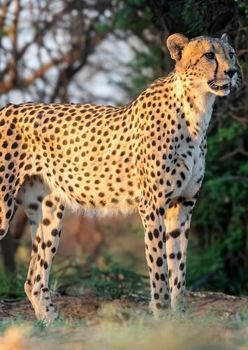 Cheetah