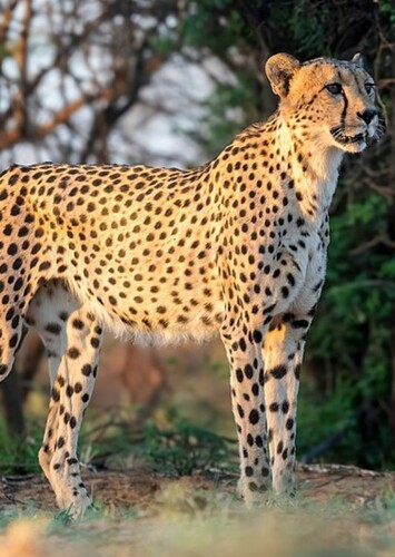 Cheetah
