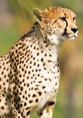 Cheetah