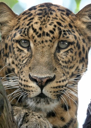 Cheetaro Leopard