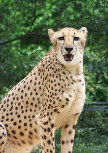 Chehaw Park and Zoo