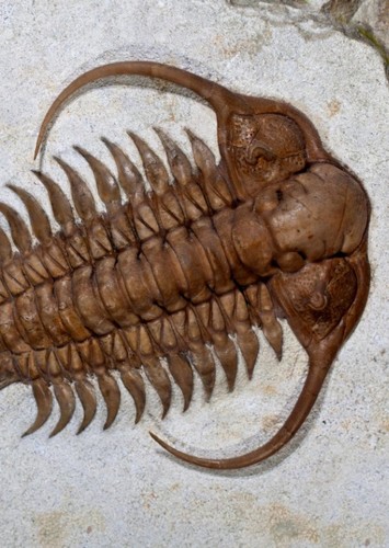 Cheirurus