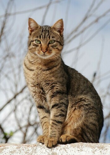 Chelsea the Cat