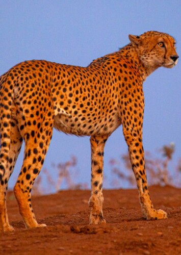 Chelsea the Cheetah
