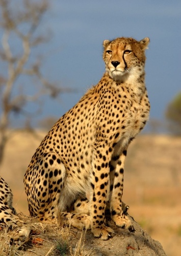 Cheryl the Cheetah