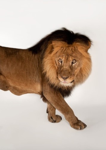 Chicago The Lion