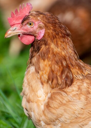 Chicken