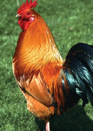 Chicken
