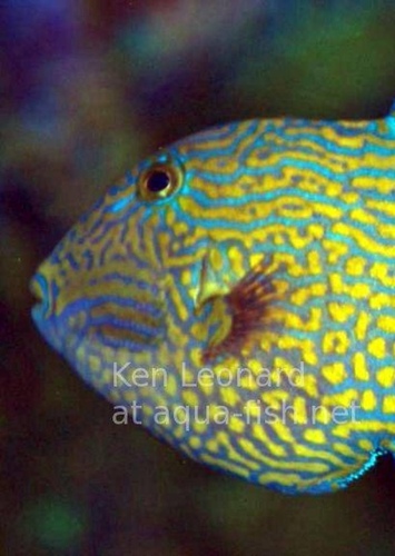 Chickenfish