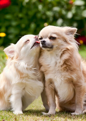 Chihuahua