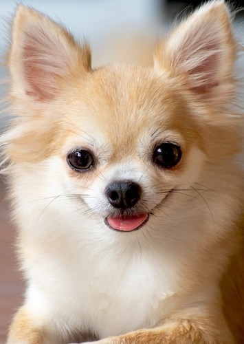 Chihuahua