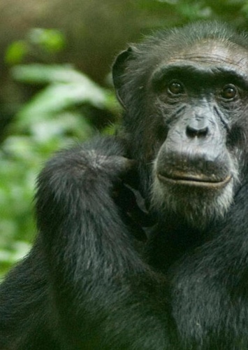 Chimpanzee