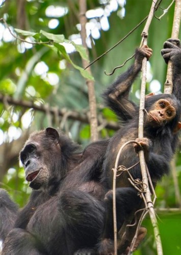 Chimpanzee