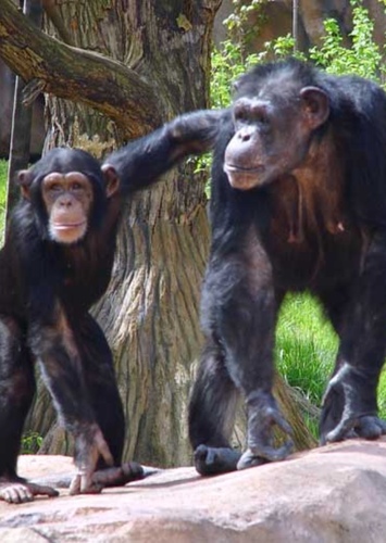 Chimpanzee