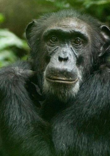 Chimpanzee