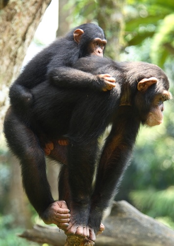 Chimpanzee