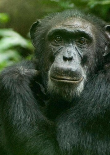 Chimpanzee