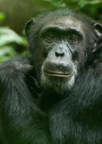 Chimpanzee
