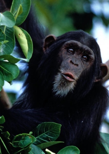 Chimpanzee