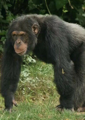 Chimpanzee