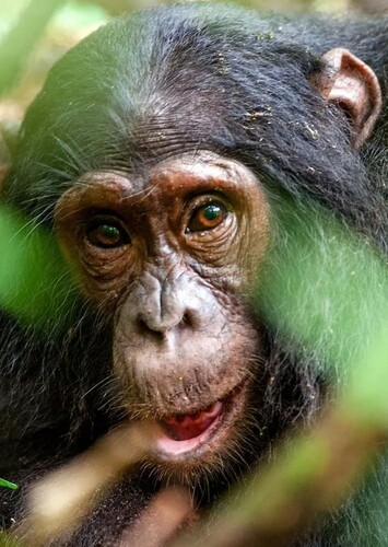 Chimpanzee