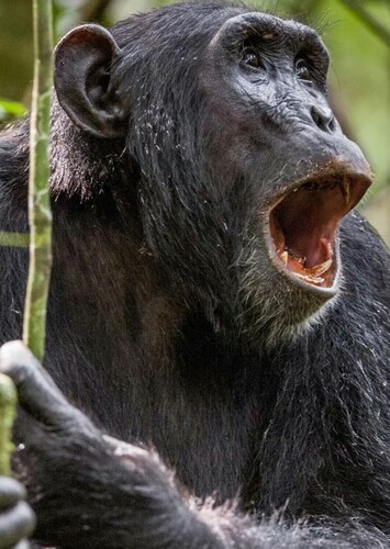 Chimpanzee