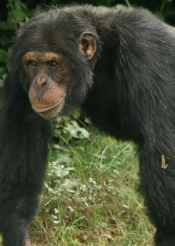 Chimpanzee