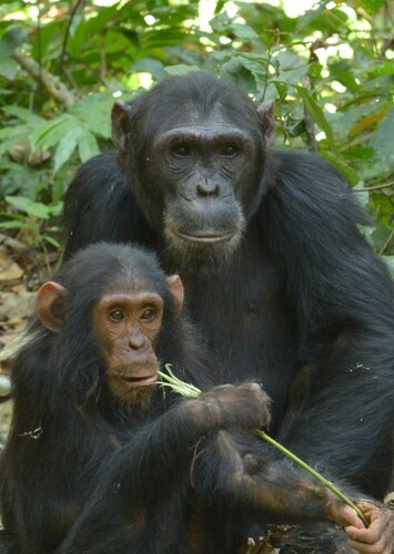 Chimpanzee