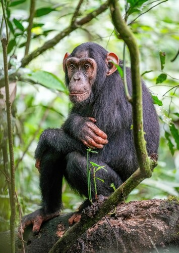 Chimpanzee